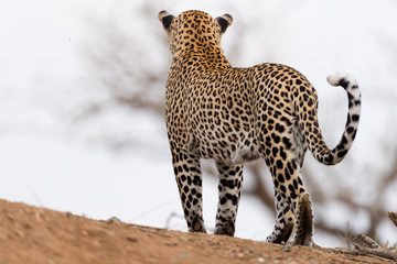 Leopard in the wilderness of Africa