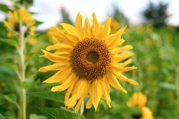 Sunflower with yellow petals and unripe seeds in the field