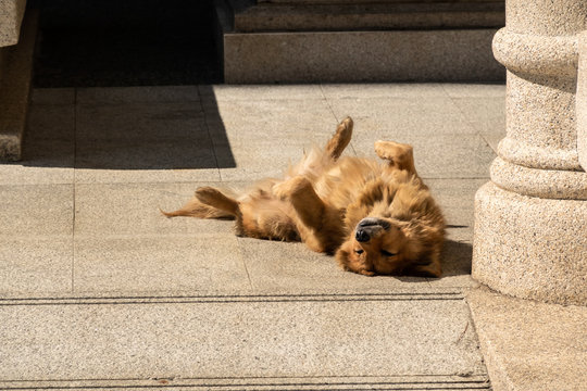 stray dog lying on a ground