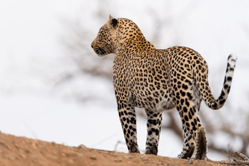 Leopard in the wilderness of Africa