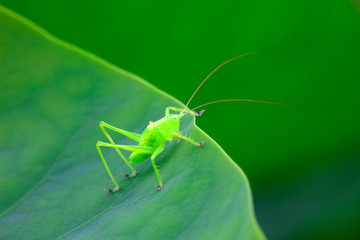 Fototapeta premium The nymph of the insect is on the lotus leaf