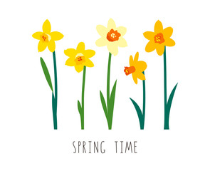 Floral illustration. Vector elements isolated on white background. Greeting card template for bright spring design. Garden flowers. Yellow narcissus. Handwritten lettering. Spring time. Womens Day