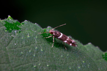 Moth insects on green plants