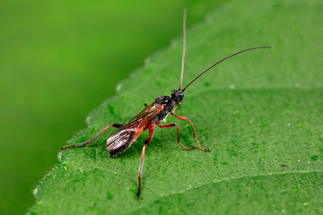Bees and insects on green leaves
