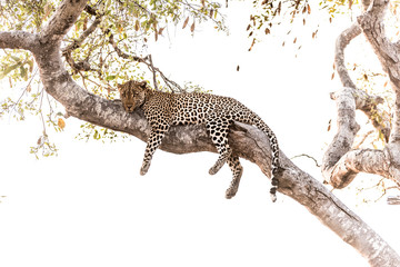 Leopard resting on a tree in the wilderness of Africa