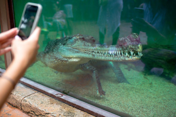 the girl takes a video on her phone as a crocodile or Caiman swims in an aquarium in a zoo. the crocodile's teeth