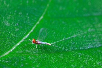 mayfly on the green leaves