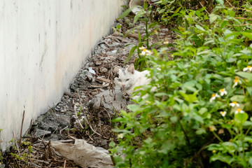 stray white cat