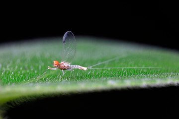 mayfly on the green leaves