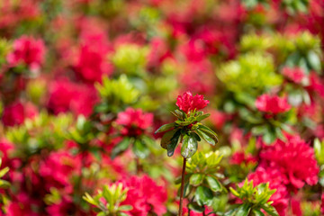 red flowers in garden