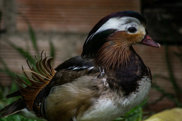 Duck with Elvis Presley hair 