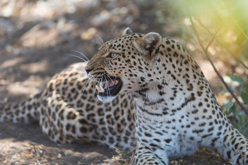 Leopard in the wilderness of Africa