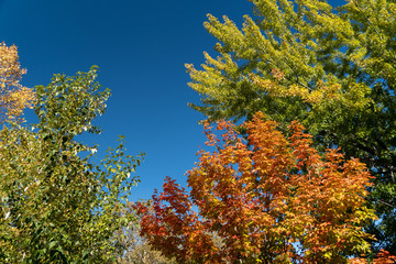 Fototapeta premium yellow tree in autumn