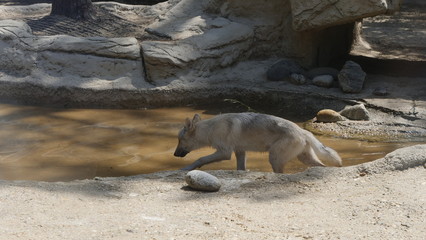 Fototapeta premium Jeune loup dans l'eau