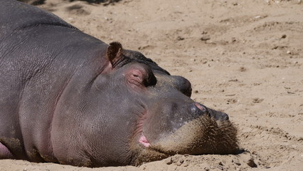 portrait d'hippopotame