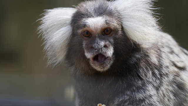 singe lemurien rigolo