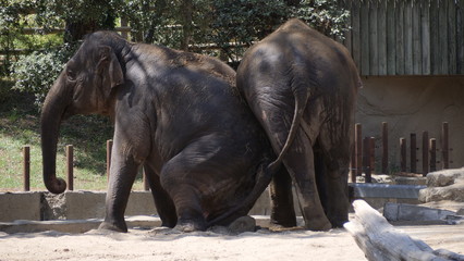 elephants rigolos 