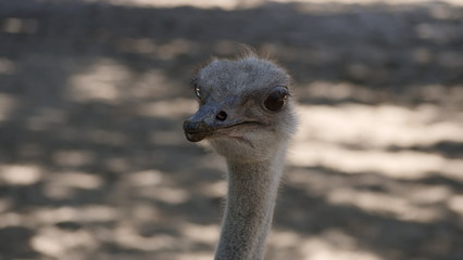autruche portrait