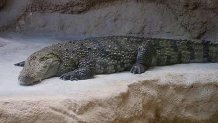 crocodile repos