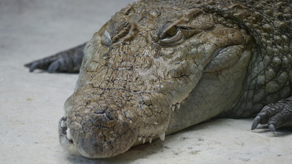 Fototapeta premium regard crocodile 