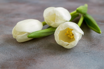 Obraz na płótnie Canvas white tulips on a gray background.