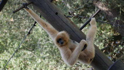 gibbon