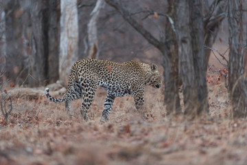 Leopard in the wilderness of Africa