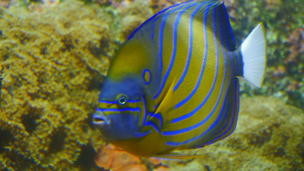 Fototapeta na wymiar poisson jaune et bleu