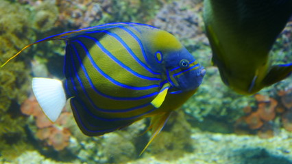 poisson jaune et bleu