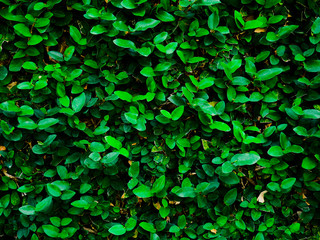 Dark green leaf abstract background on the wall.