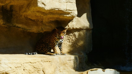 regard leopard