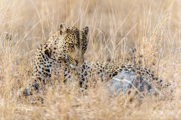 Leopard in the wilderness of Africa