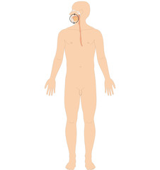 Fototapeta premium Ayurveda Dosha: Bodhaka Kapha