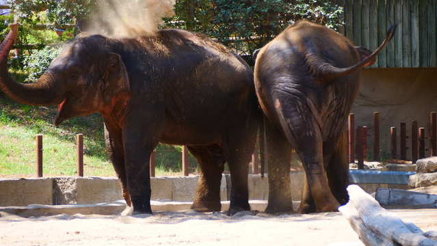elephants rigolos