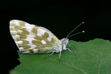 Pontia daplidice on green leaves