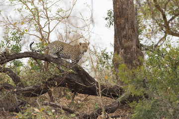 Leopard resting on a tree in the wilderness of Africa