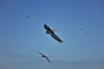 A flock of pelicans on the island of Ballestas. Paracas, Peru.