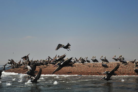 A flock of pelicans on the island of Ballestas. Paracas, Peru.