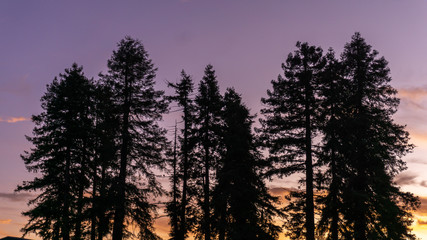 Fototapeta premium Cilueta de pinos americanos con un atardecer que brinda hermosa gama de colores .