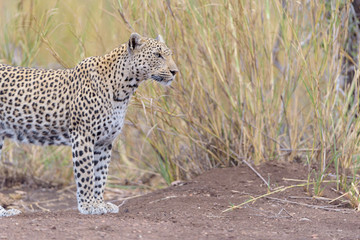 Leopard in the wilderness of Africa