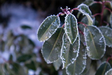 Blatt mit Eiskristallen Makro