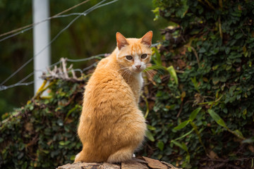 Beautiful Yellow Cat Portrait in Nature