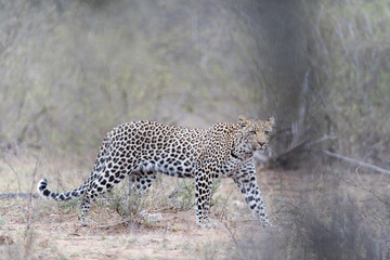 Leopard in the wilderness of Africa