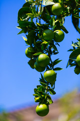 Fruits of citrus orange tree branches close up shot.