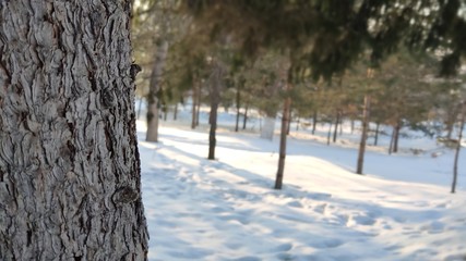 tree in winter