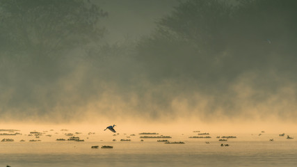 Obraz na płótnie Canvas A Silhouette of a bird flying over a lake during beautiful sunrise and mist rising over water