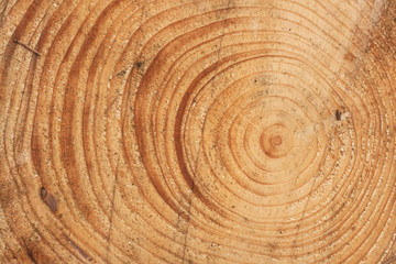 pine tree rings