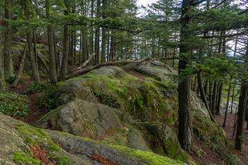 Shady landscape of large moss-covered boulder and trees in the forest on Mount Erie on Fidalgo Island in Washington