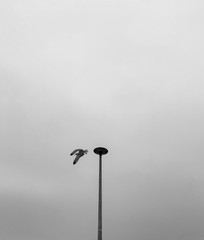 Lonely flying seagull in the gray sky