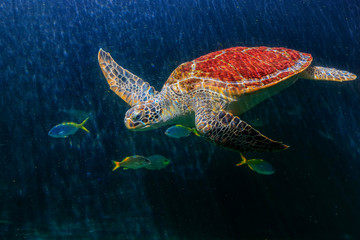 Sea turtles in an aquarium are swimming 